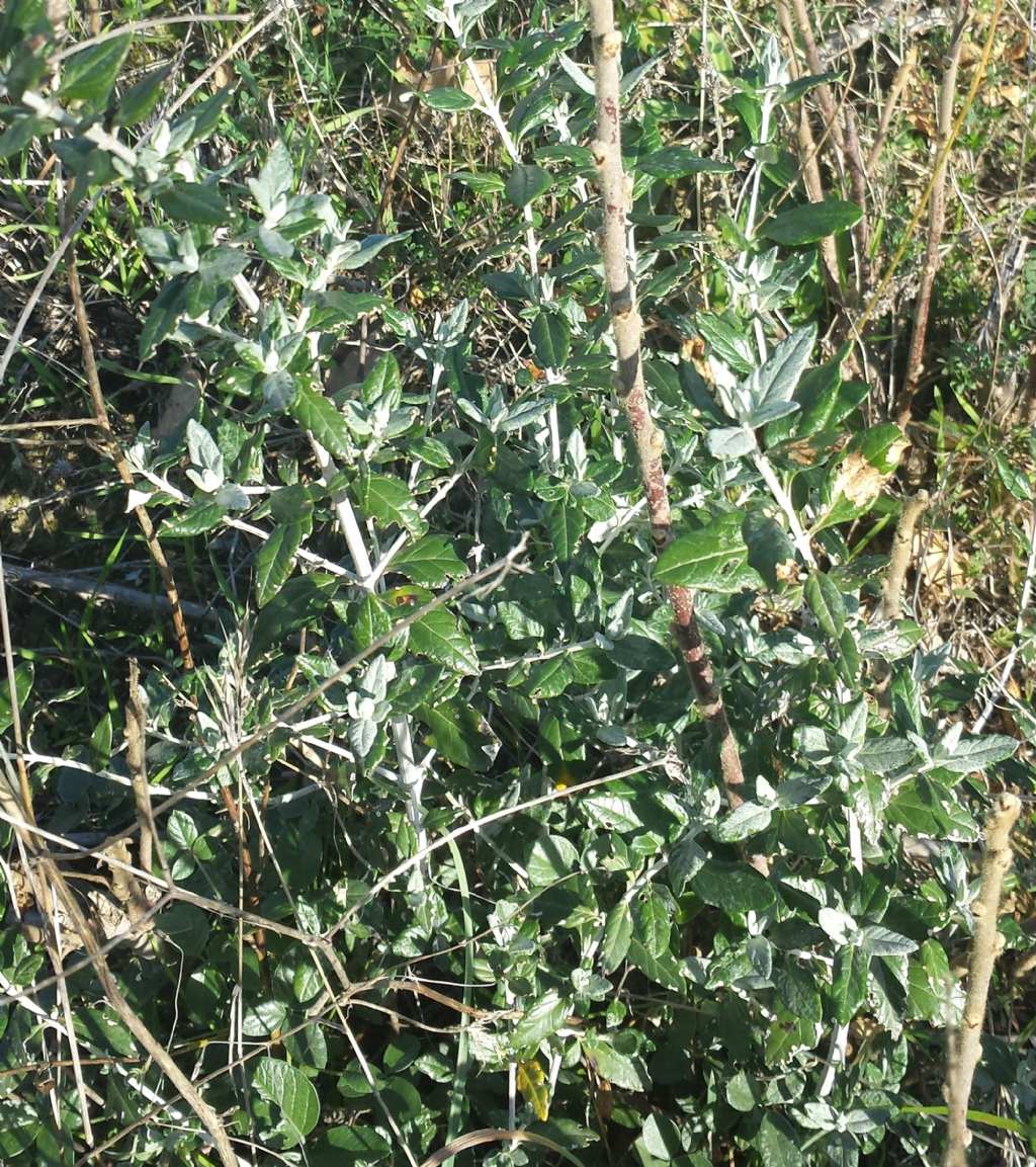 Teucrium fruticans (Lamiaceae)